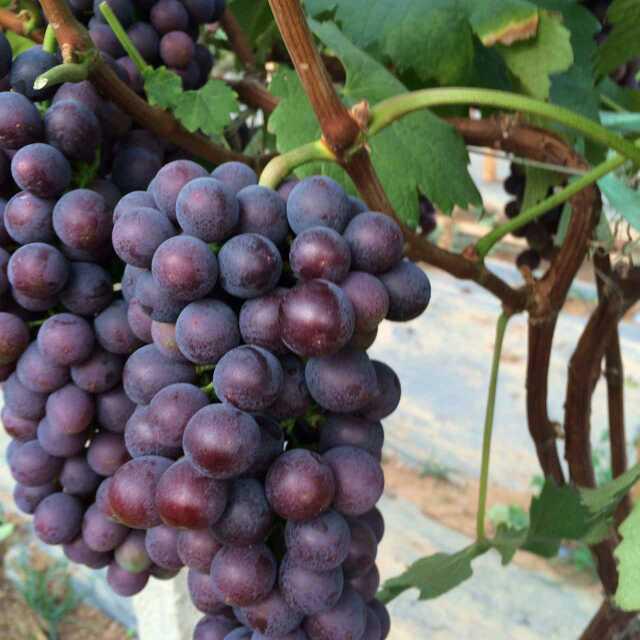 葡萄